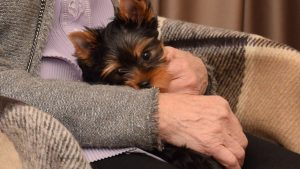 old-lady-wordpress